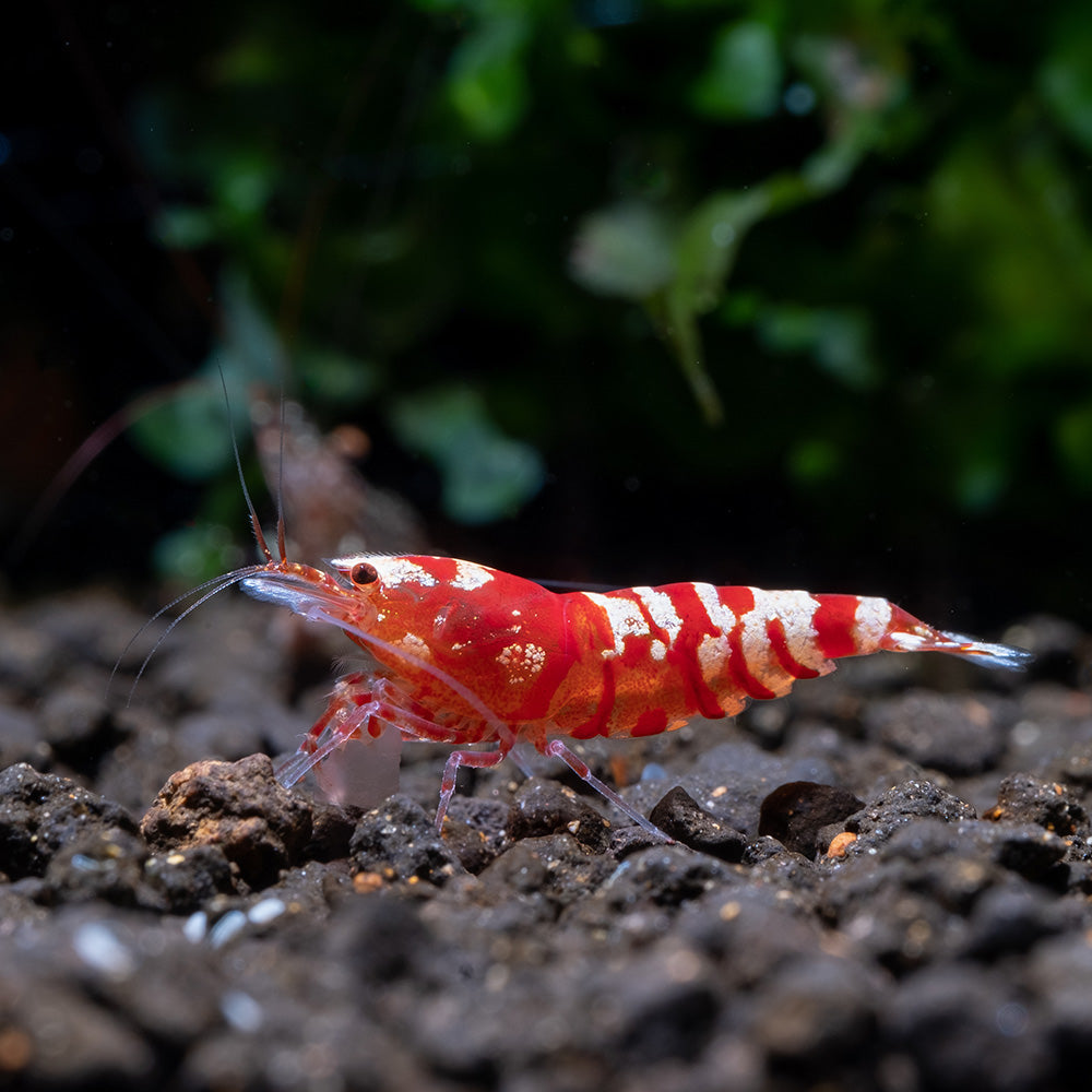 Tiger Shrimp Starter Pack