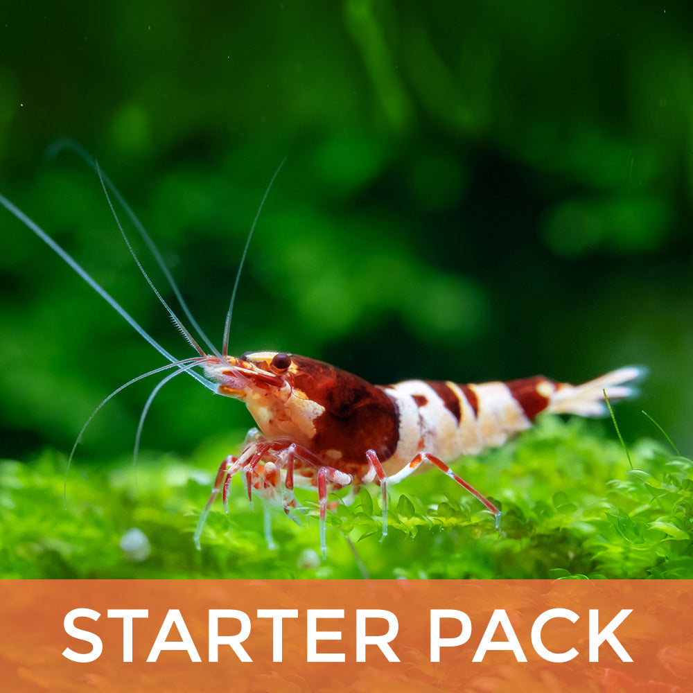 Red Panda and King Kong Starter Pack