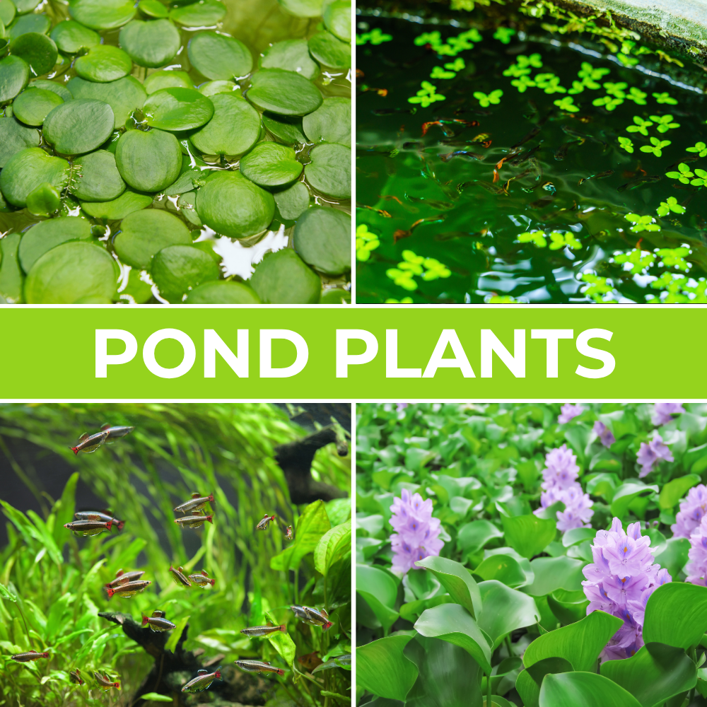 Mix + Match Pond Plants