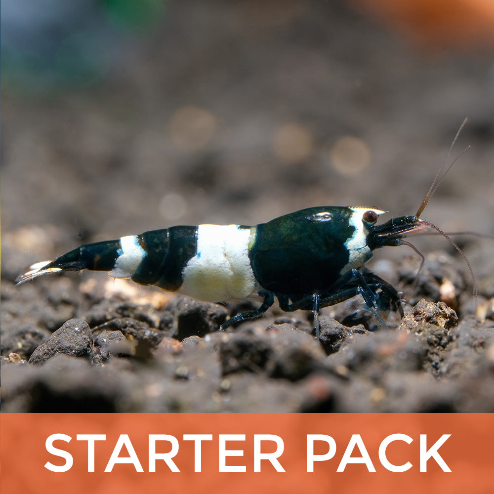 Taiwan Bee Shrimp Starter Pack