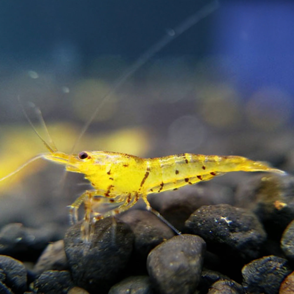 Tiger Shrimp Starter Pack