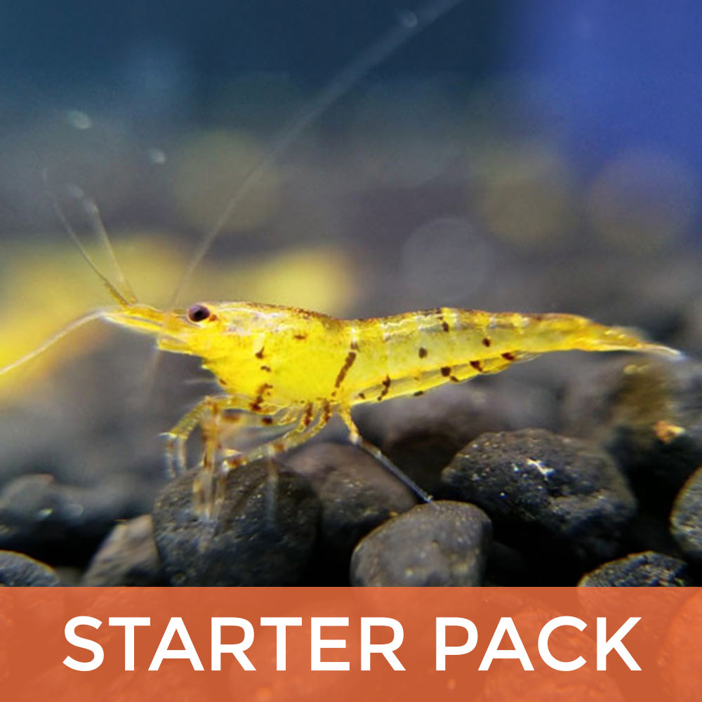 Tiger Shrimp Starter Pack