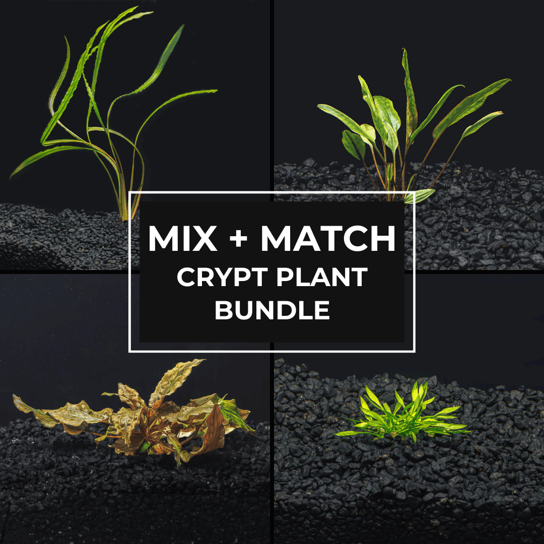 Mix + Match Crypt Plant Bundle