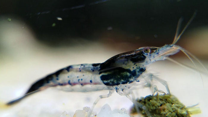 Neocaridina Shrimp Starter Pack