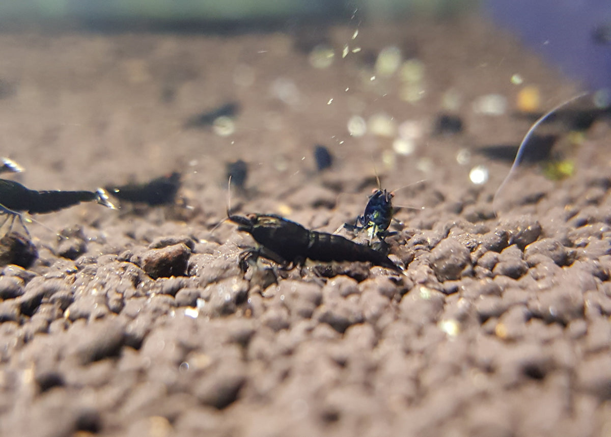 Black Panda and King Kong Starter Pack