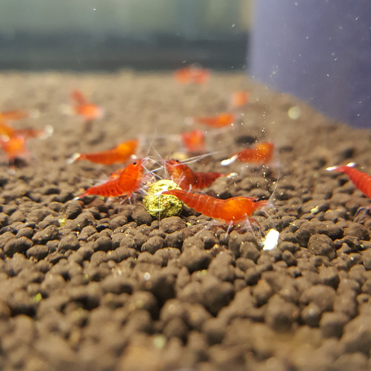 Red Panda and King Kong Starter Pack