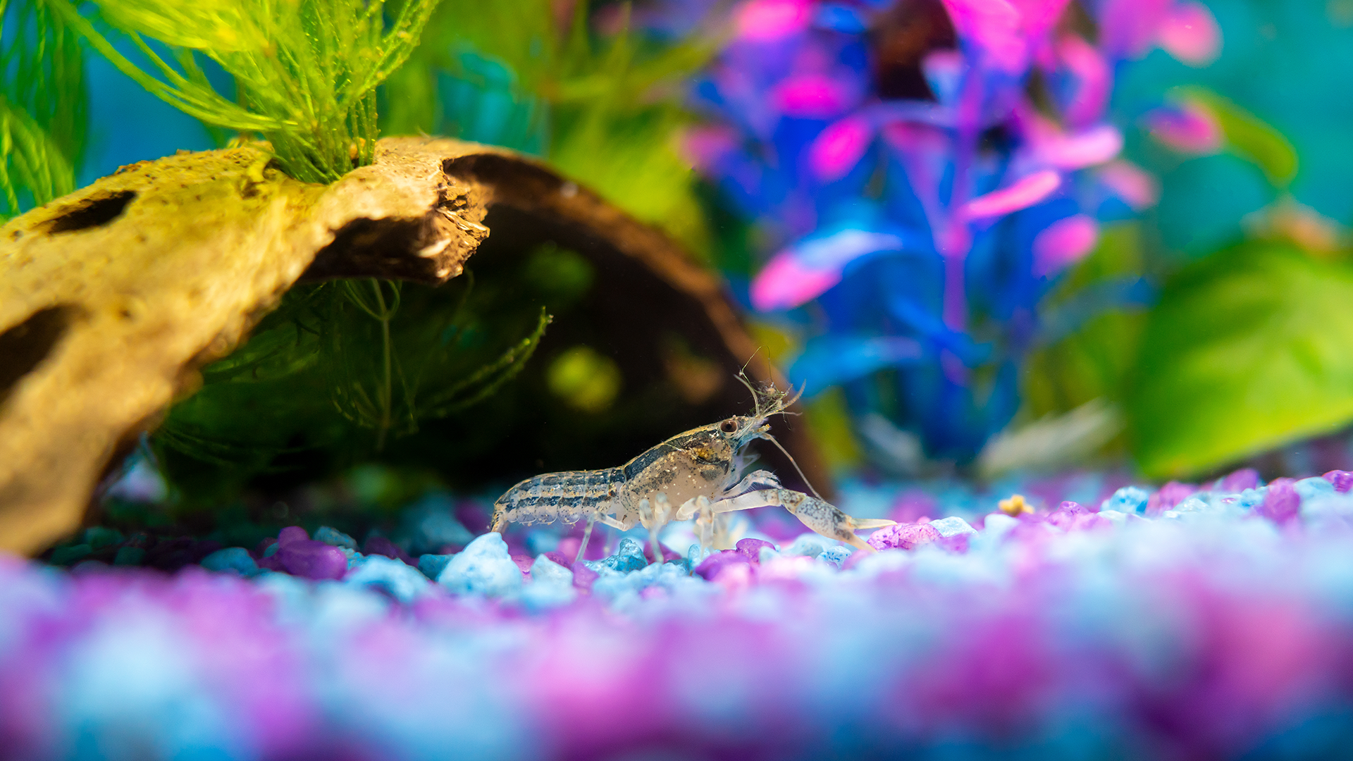4 Captivating Dwarf Crayfish for Freshwater Aquariums