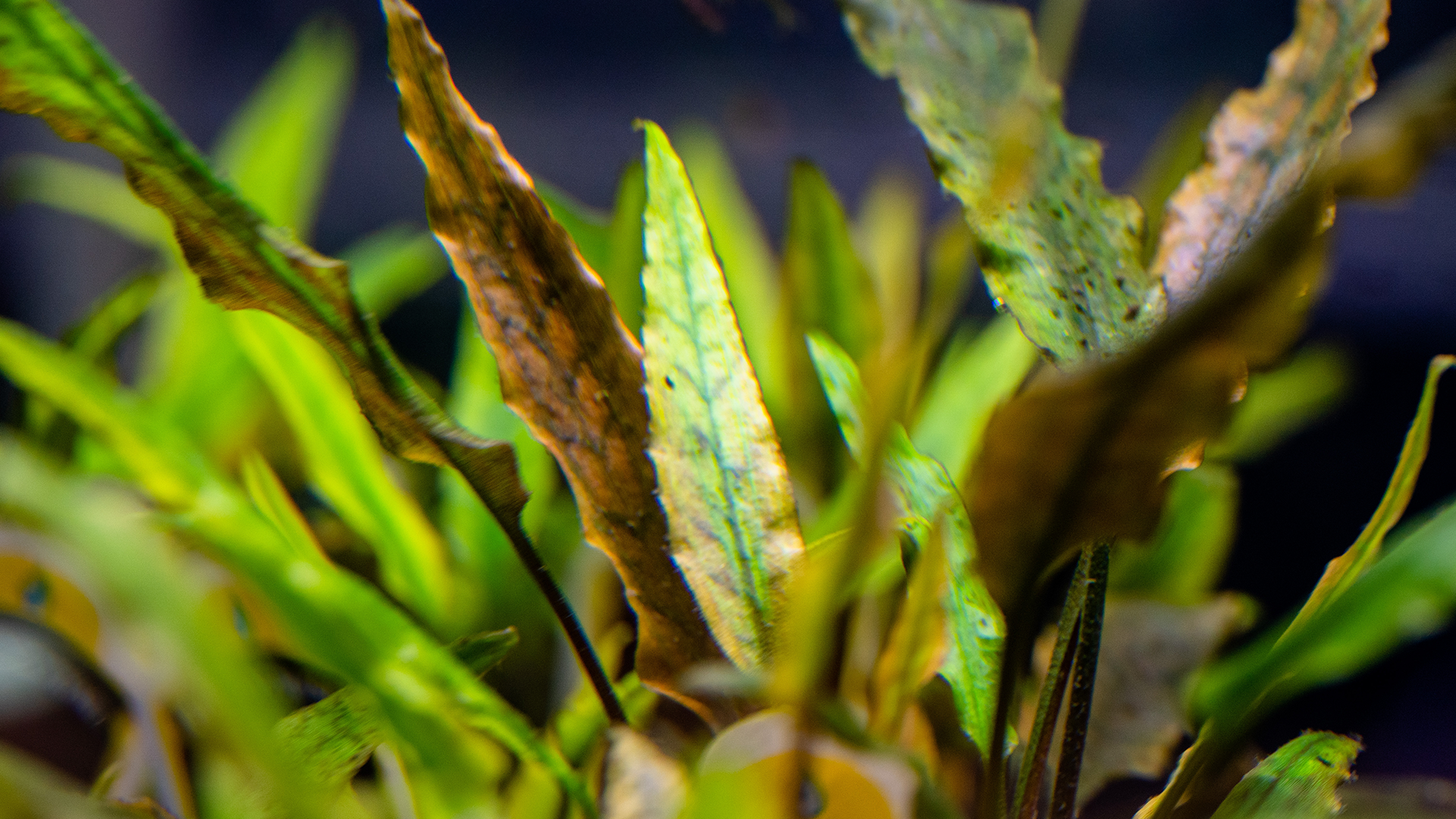 6 Easy Aquatic Plants