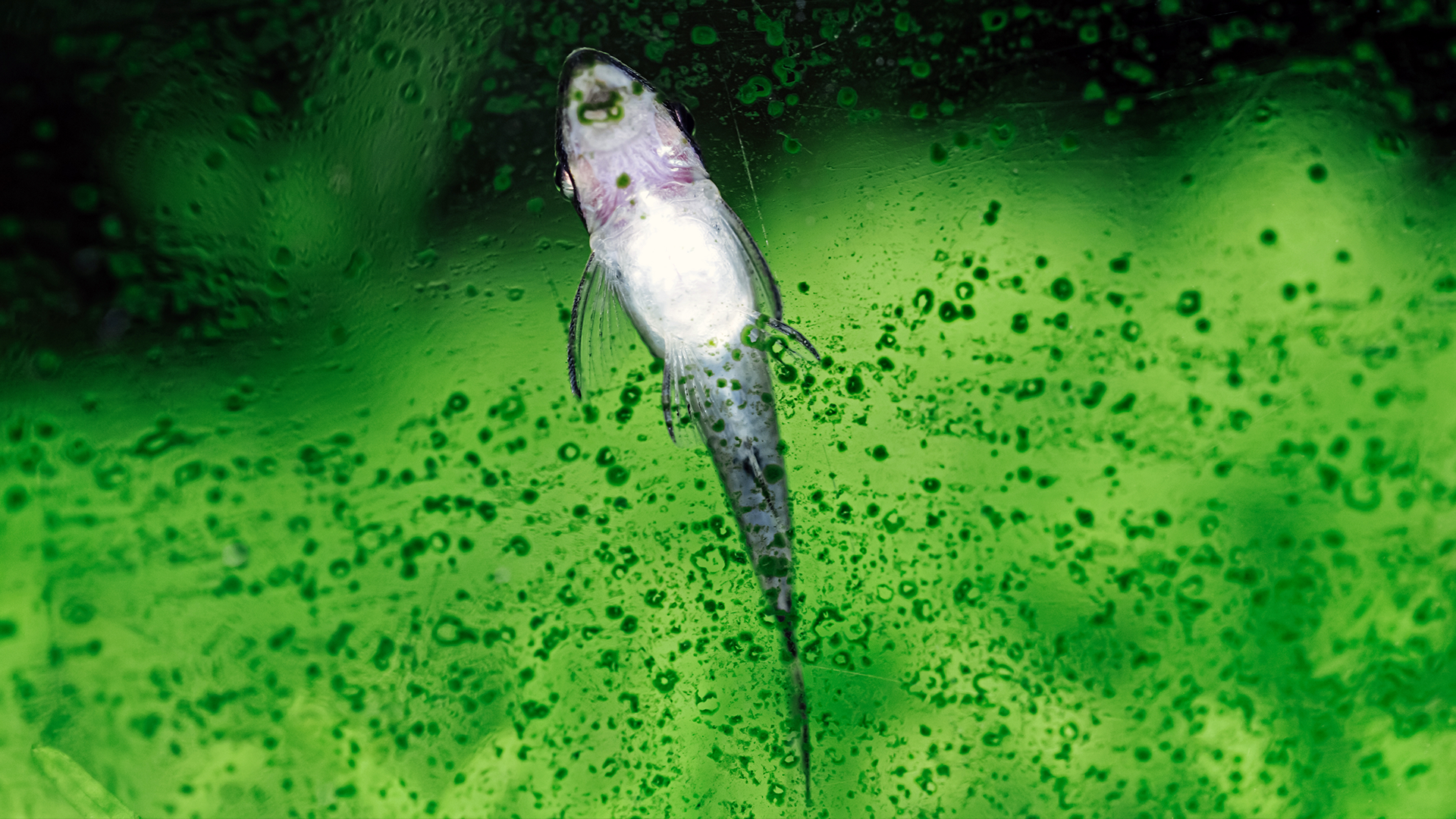 Algae Eating Heroes : Nano Fish Edition