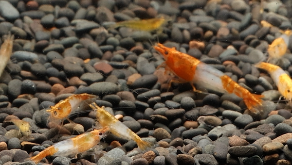 Copper Shrimp | Copper in Aquarium, Safe Levels & Care Tips