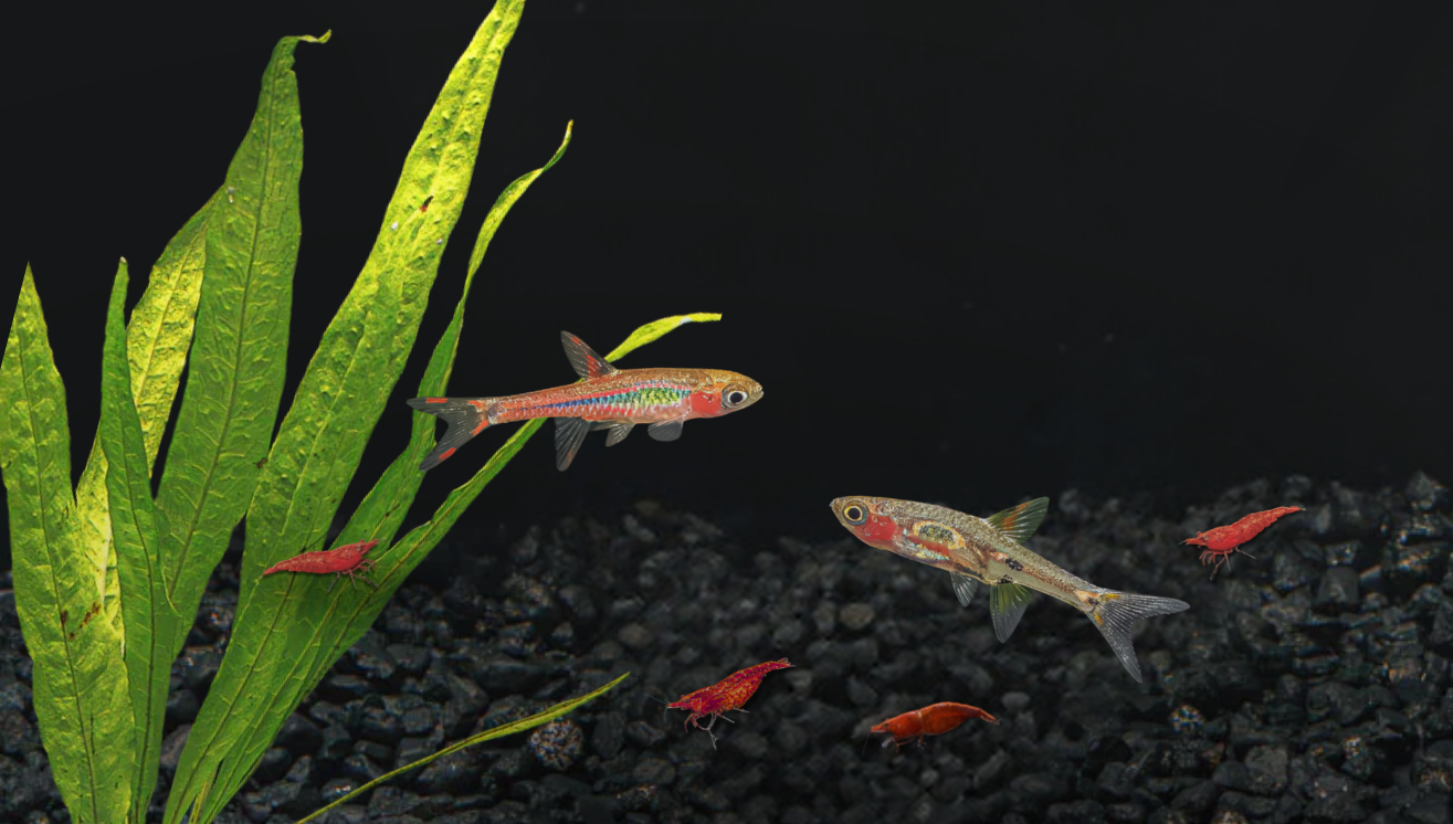 Compatible Fish for Shrimp Tanks: Rasboras