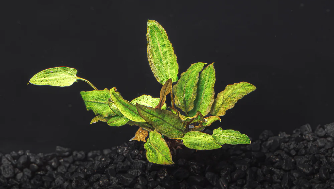 5 Reasons Why Aquarium Plants Melt or Die