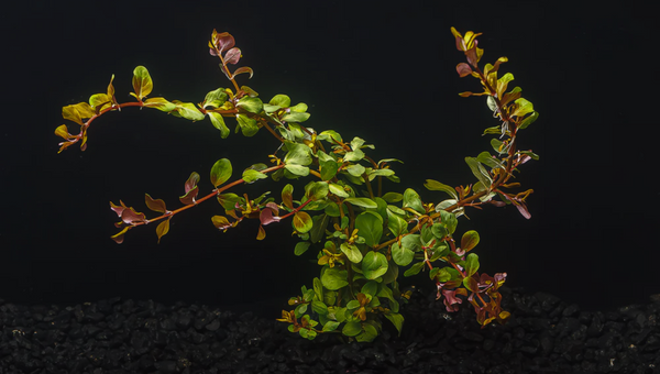 Rotalas for aquariums: Colorful aquatic plants for freshwater tanks ...