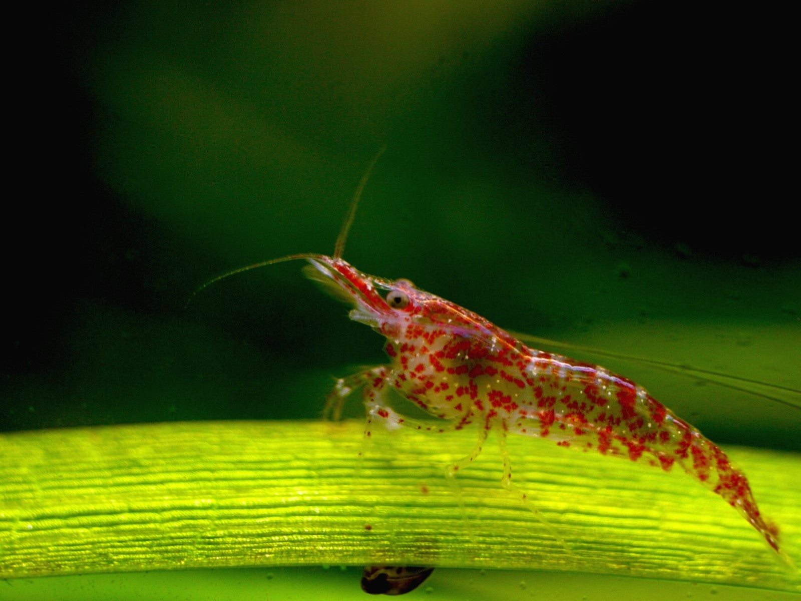 Cherry shrimp guide
