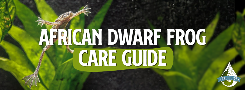 African Dwarf Frog Care Guide