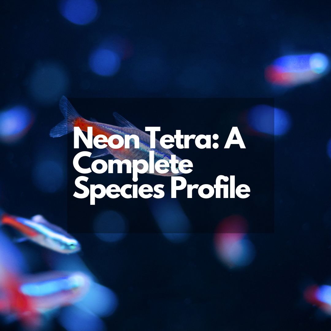 Neon Tetra Care Guide and Species Profile