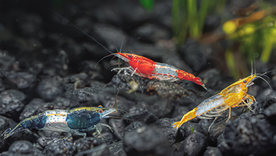 Rili Shrimp | Unique Neocaridina Shrimp Types