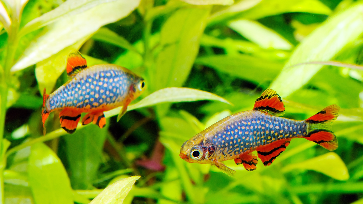 Top 5 Shrimp-Friendly Nano Fish for Your Aquarium - Flip Aquatics