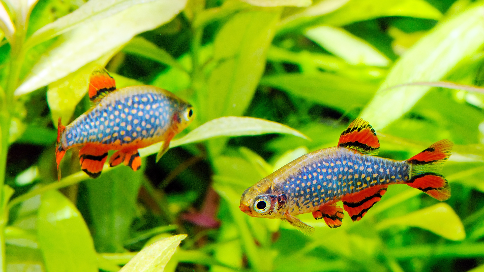 5 Popular Shrimp Friendly Nano Fish