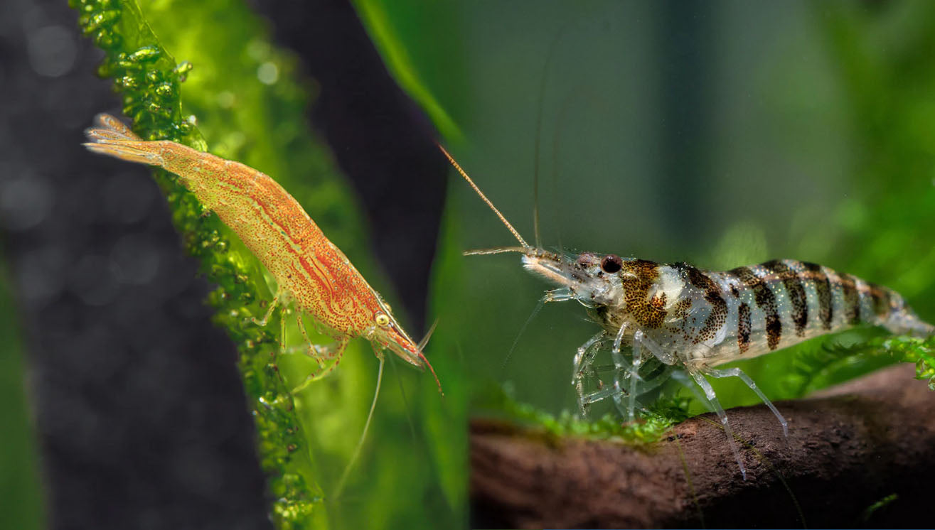 Have you heard of these uncommon shrimp | Babaulti shrimp