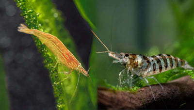 Zebra and Green Babaulti Shrimp: Care Guide for Vibrant Freshwater ...