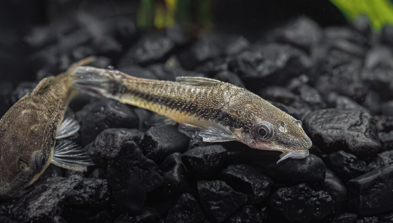 Otocinclus Catfish Caring for the Algae Eating Champions Flip Aquatics