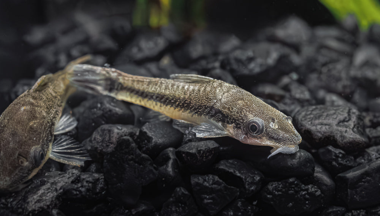 Otocinclus Catfish: Caring for the Algae-Eating Champions