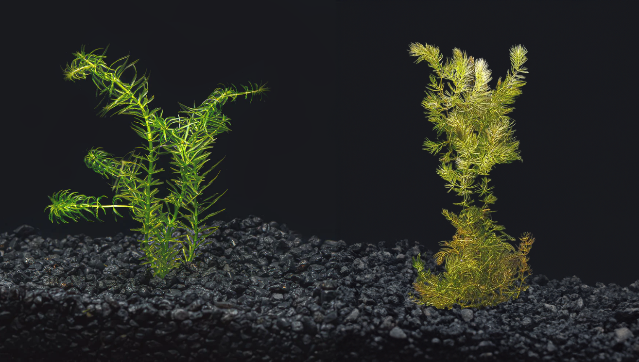 Hornwort vs. Anacharis: Comparing Benefits, Growth, and Care