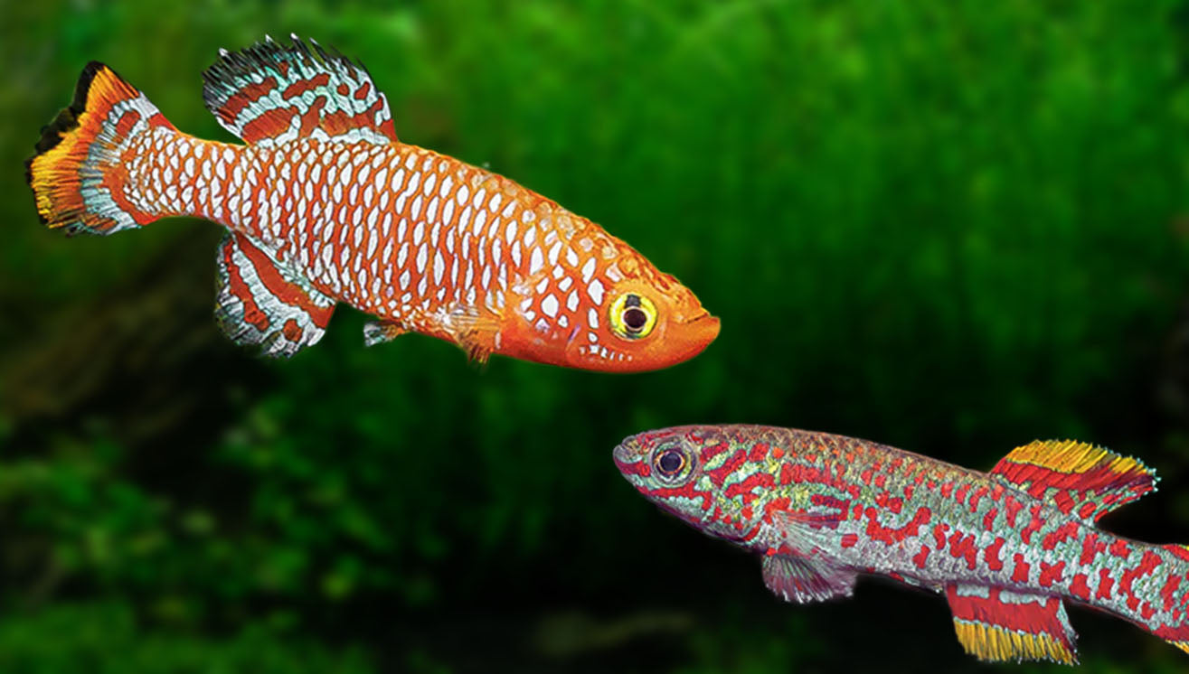 3 Colorful Nano Fish to Add a Splash of Color to Your Tank