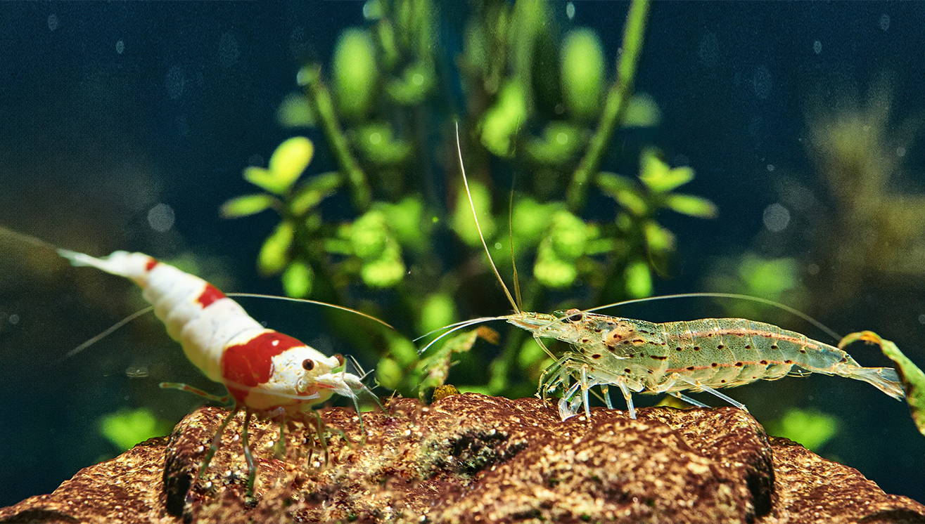 Can I keep Neocaridina with Caridina shrimp?