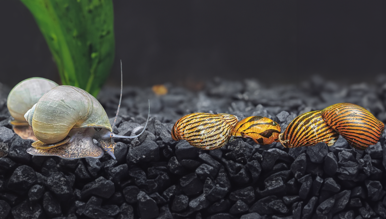 Nerite Snail Eggs vs Mystery Snail Eggs