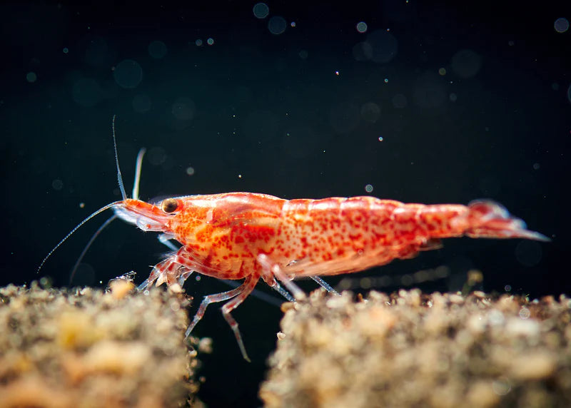 Pet Shrimp: What to Know About Taking Care of Your Underwater Pets