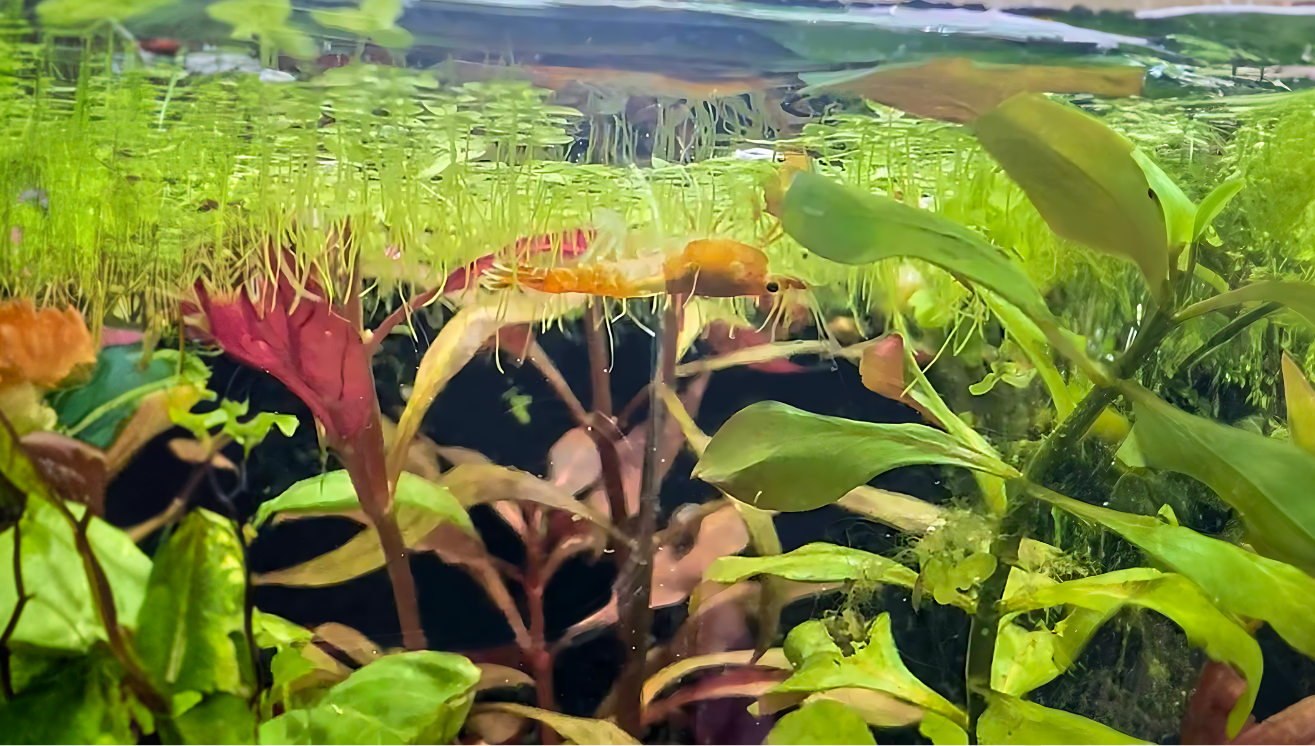 Embrace the Duckweed: Surprising Benefits for Shrimp!