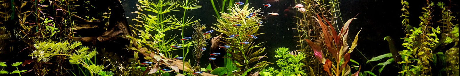 Best Live Aquarium Plants for Beginners