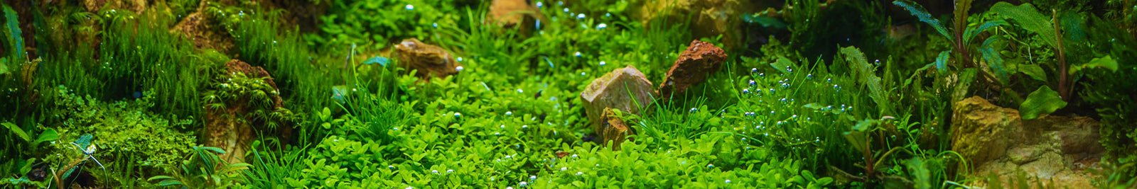 Aquarium Carpet Plants