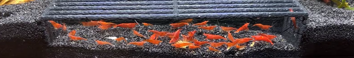 Essential Aquarium Accessories