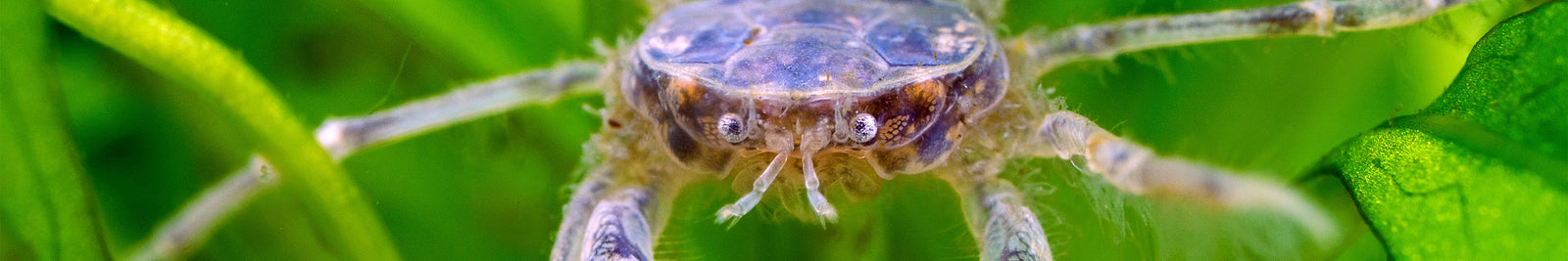 Freshwater Aquarium Crabs
