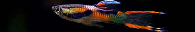 Endler Fish Collection | Shop 40+ Endler's Livebearer Types for Sale