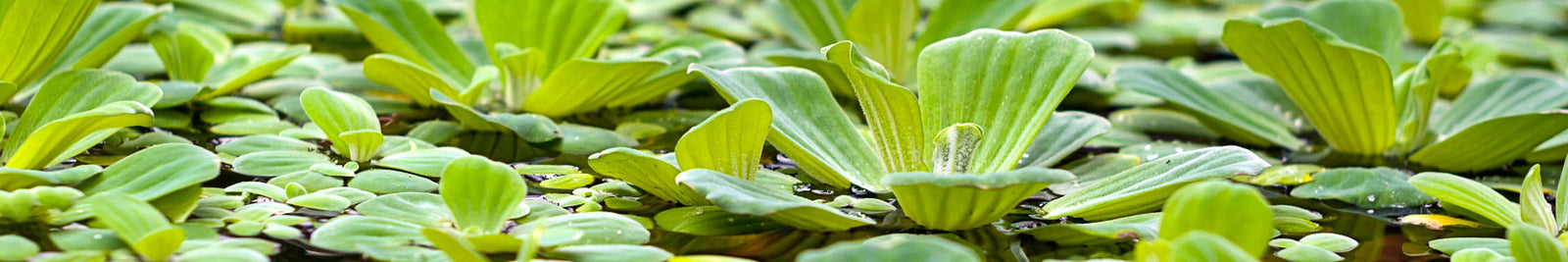 Floating Aquarium Plants