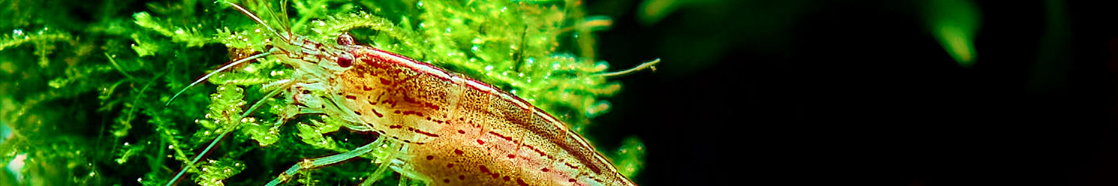 Moss | Aquarium Moss Plants