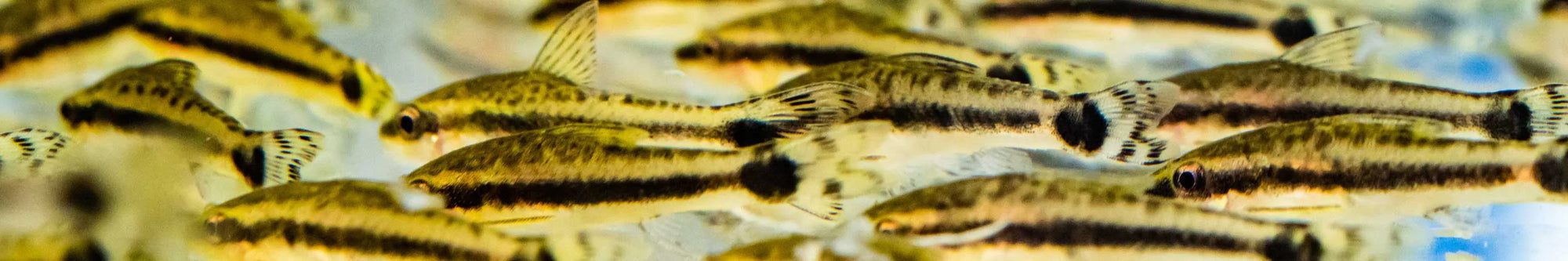 All Pet Nano Fish At Flip Aquatics