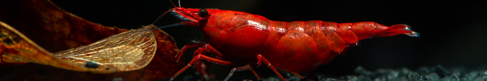 Neocaridina Shrimp