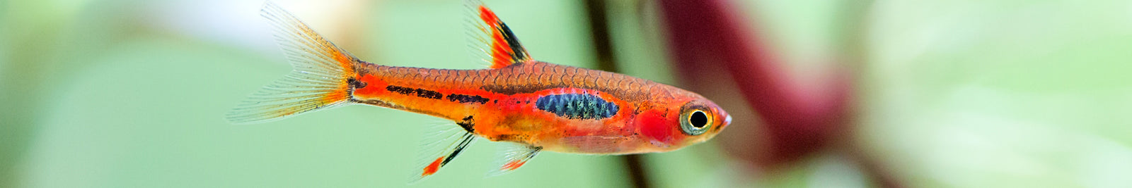Rasbora
