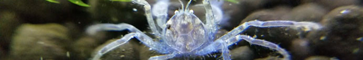 Freshwater Oddballs: Crabs, Crayfish, Fish and Frogs