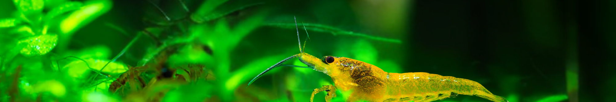 Yellow Shrimp