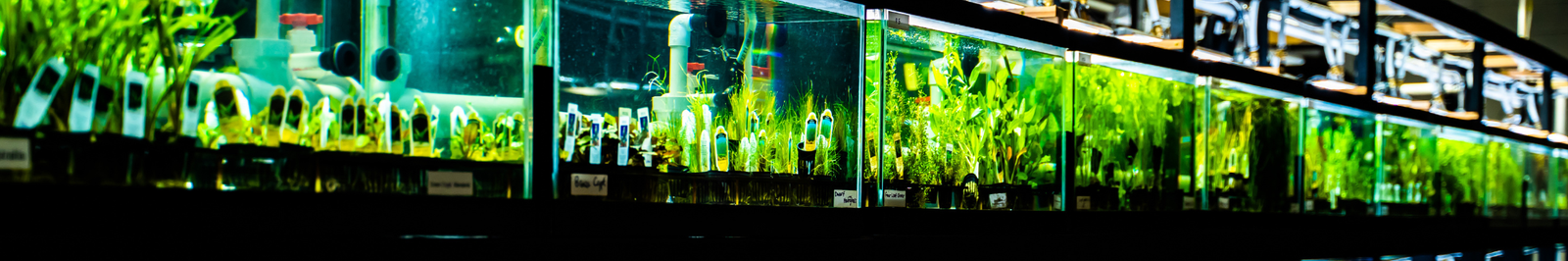 Aquarium Plants