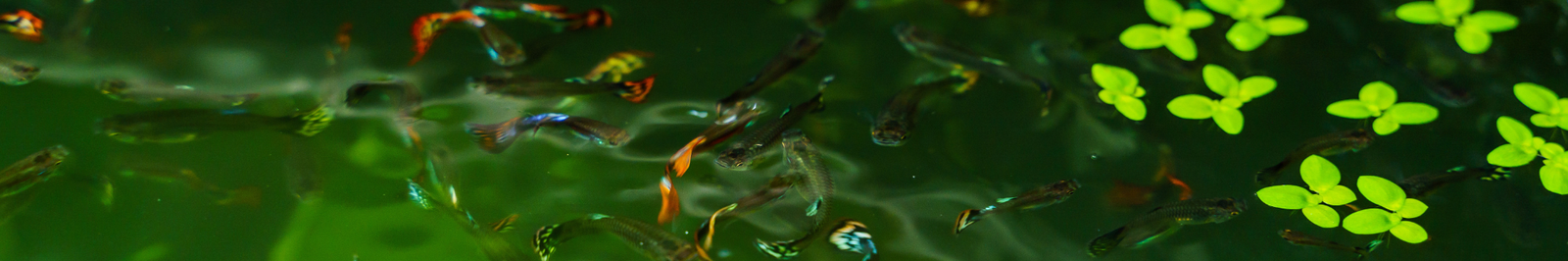 water hyacinth