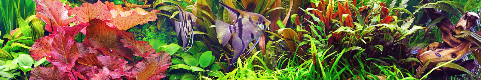 Underwater Plants for Aquariums