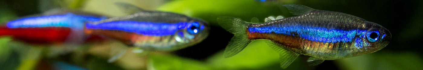 Tetras