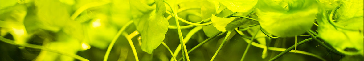 Freshwater Fish Bundles & Aquarium Packages